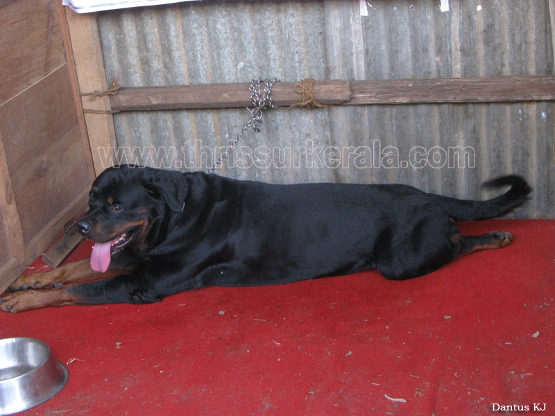 Mannuthy-Thrissur-Dog-Show-2011 (44)